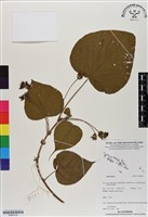 登錄號:BS06728藏品圖，第1張