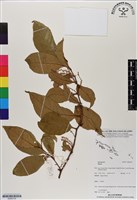 登錄號:BS06729藏品圖，第1張