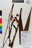 登錄號:BS06730藏品圖，第1張