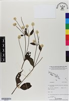 登錄號:BS06732藏品圖，第1張