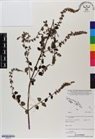 登錄號:BS06733藏品圖，第1張