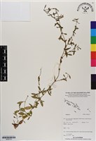 館號:BS06734藏品圖，第1張
