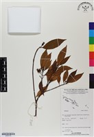 登錄號:BS06735藏品圖，第1張