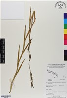 登錄號:BS06736藏品圖，第1張