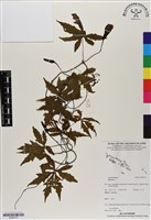登錄號:BS06737藏品圖，第1張
