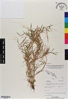 登錄號:BS06738藏品圖，第1張