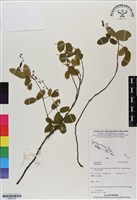 登錄號:BS06739藏品圖，第1張