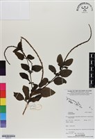 登錄號:BS06741藏品圖，第1張