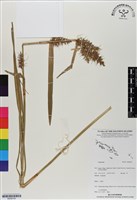 登錄號:BS06745藏品圖，第1張