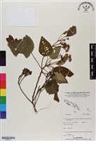 登錄號:BS06746藏品圖，第1張