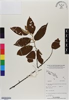 登錄號:BS06747藏品圖，第1張