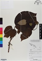 登錄號:BS06748藏品圖，第1張