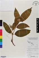 登錄號:BS06749藏品圖，第1張
