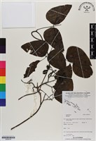 館號:BS06750藏品圖，第1張