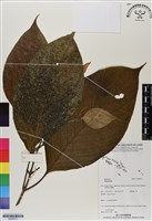 登錄號:BS06751藏品圖，第1張