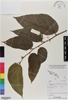 登錄號:BS06753藏品圖，第1張