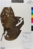 登錄號:BS06754藏品圖，第1張