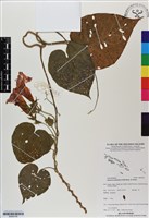 銳葉牽牛藏品圖，第1張