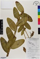 登錄號:BS06757藏品圖，第1張
