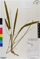 登錄號:BS06758藏品圖，第1張