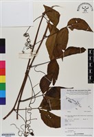 登錄號:BS06760藏品圖，第1張