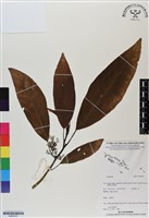 登錄號:BS06761藏品圖，第1張