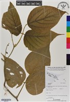 登錄號:BS06762藏品圖，第1張