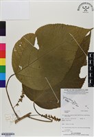 登錄號:BS06763藏品圖，第1張