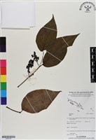 登錄號:BS06764藏品圖，第1張