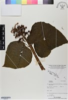 館號:BS06765藏品圖，第1張