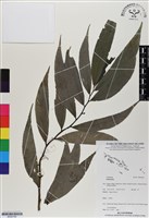登錄號:BS06768藏品圖，第1張
