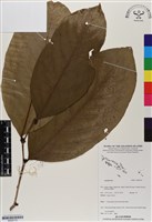 登錄號:BS06770藏品圖，第1張
