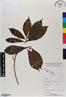 登錄號:BS06771藏品圖，第1張