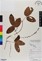登錄號:BS06772藏品圖，第1張