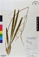 登錄號:BS06774藏品圖，第1張