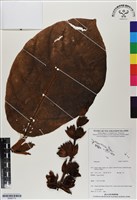 登錄號:BS06775藏品圖，第1張