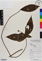 登錄號:BS06776藏品圖，第1張