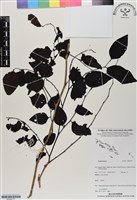 登錄號:BS06777藏品圖，第1張