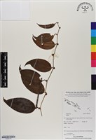 登錄號:BS06778藏品圖，第1張