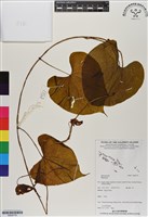 登錄號:BS06779藏品圖，第1張