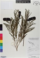 登錄號:BS06780藏品圖，第1張