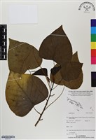 登錄號:BS06781藏品圖，第1張