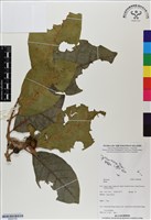 登錄號:BS06782藏品圖，第1張