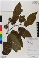 登錄號:BS06784藏品圖，第1張