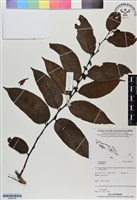 登錄號:BS06785藏品圖，第1張