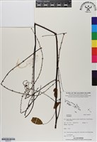 登錄號:BS06787藏品圖，第1張
