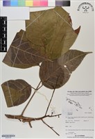 登錄號:BS06788藏品圖，第1張