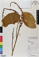 登錄號:BS06789藏品圖，第1張