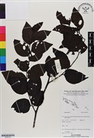 登錄號:BS06790藏品圖，第1張