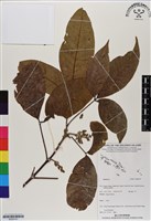 登錄號:BS06791藏品圖，第1張